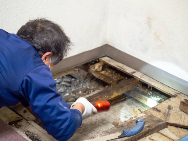 Mold Removal Process in Whitney, SC